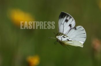 EA333652, Eastpress , Porvoo, Finland